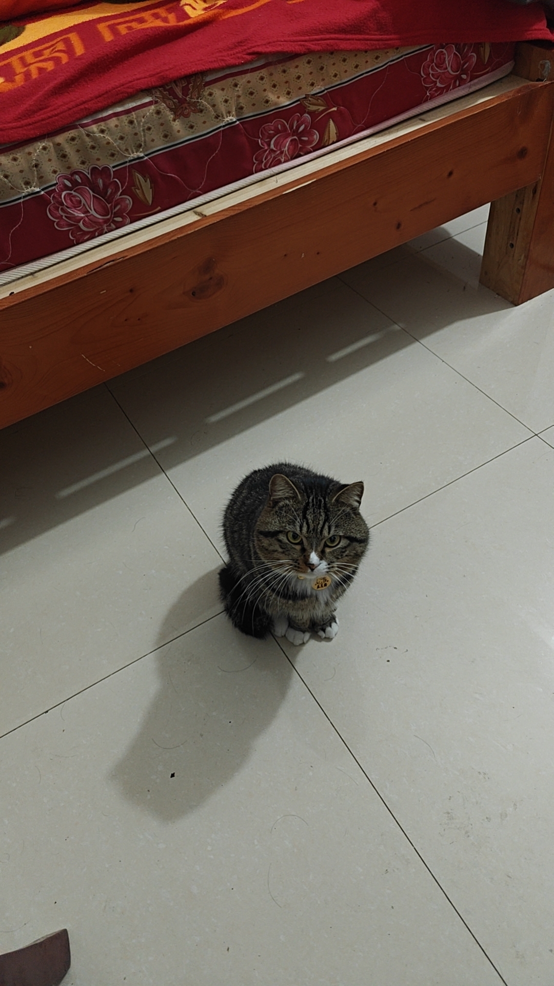 猫猫一只58-麻上就办